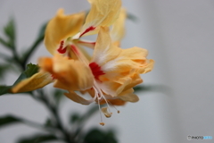 街の花