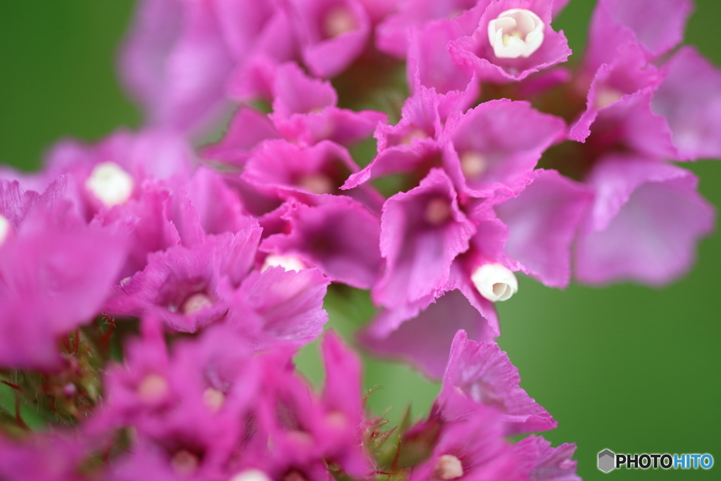 街の花