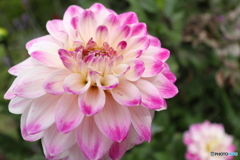 街の花