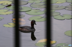 睡蓮池のカイツブリ