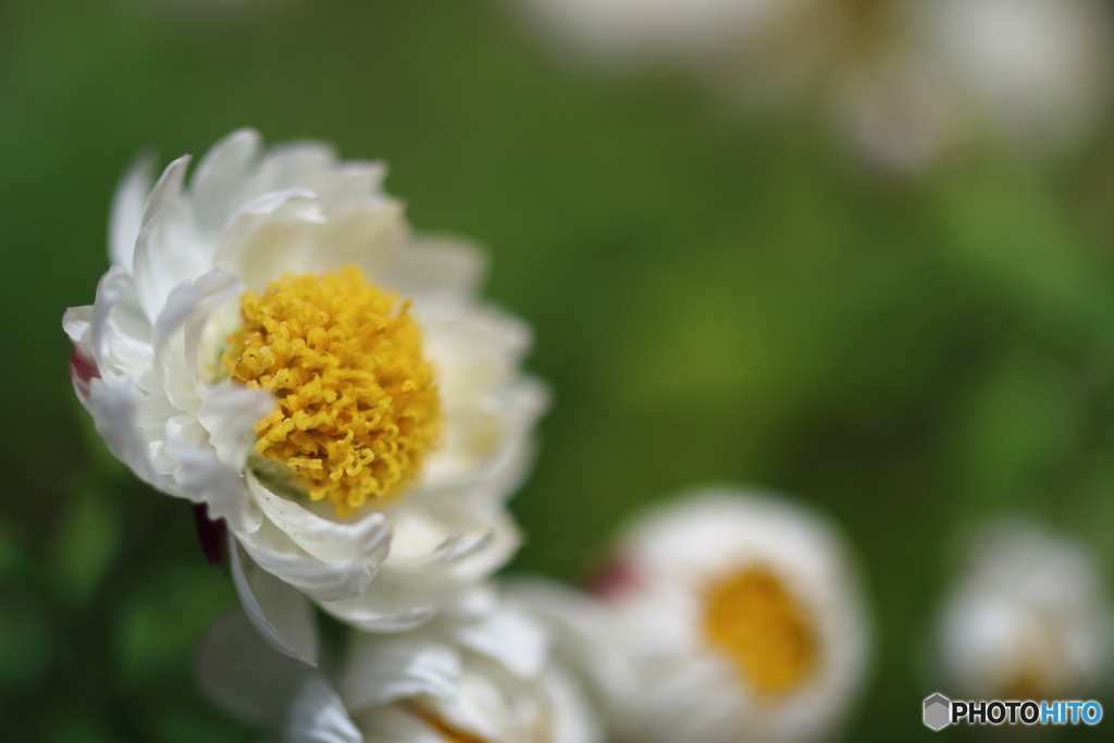 街の花