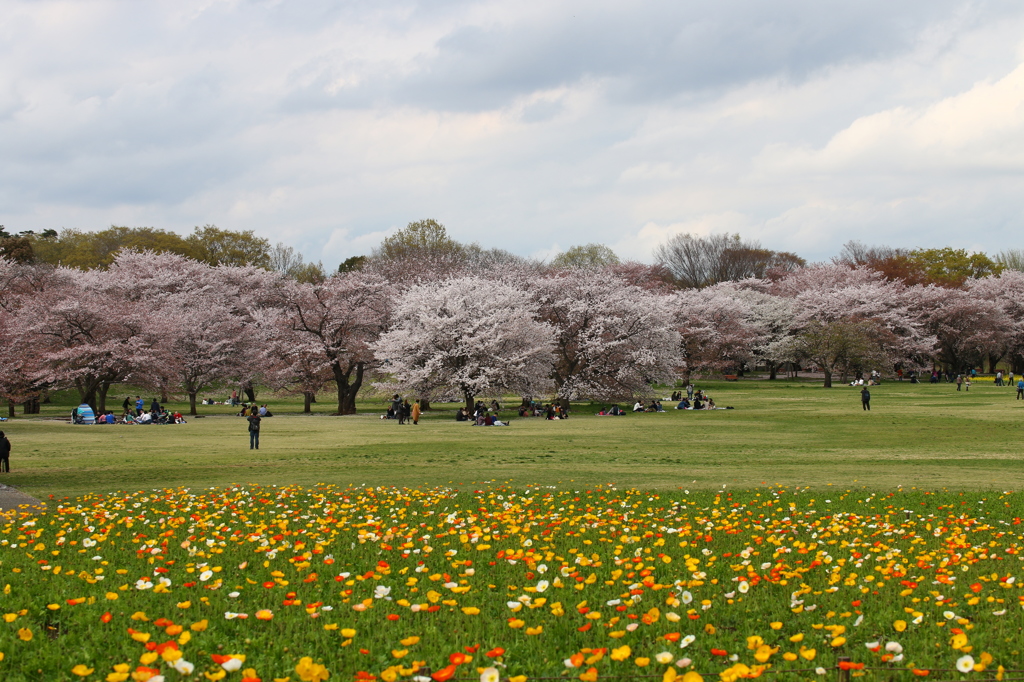 ポピー畑と桜