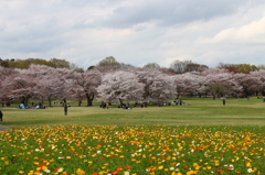 ポピー畑と桜