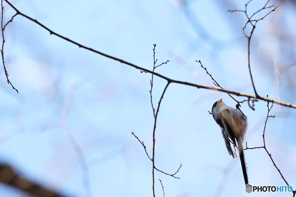 野鳥