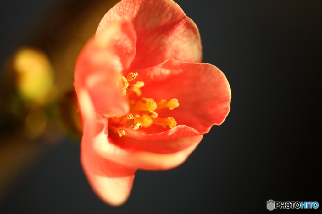 街の花