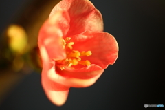 街の花