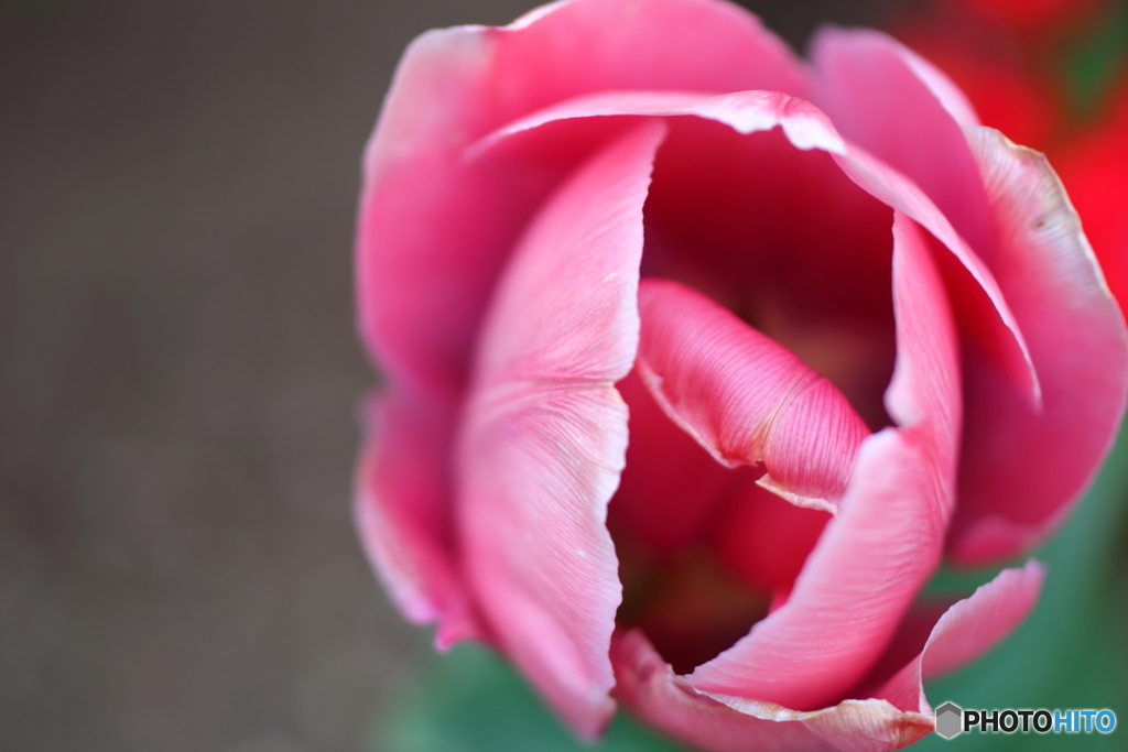街の花