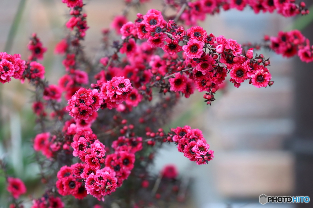 街の花