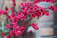 街の花