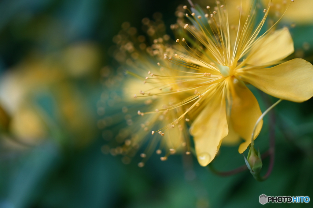 街の花