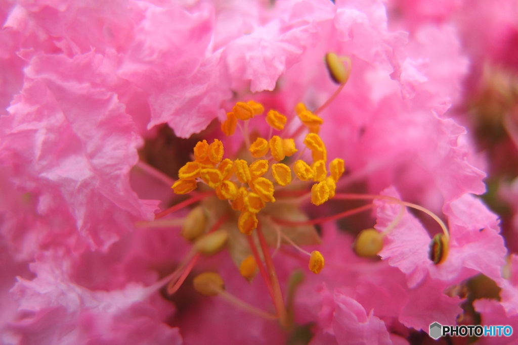 街の花
