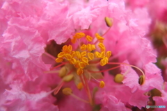 街の花