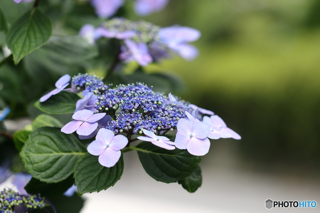 紫陽花