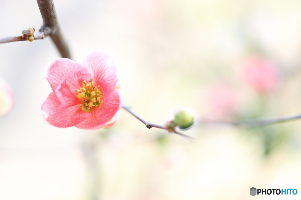 園の花