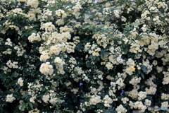 街の花