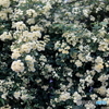 街の花