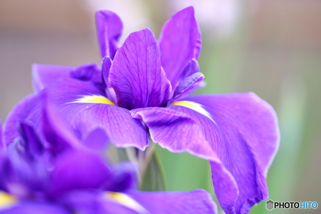 花菖蒲