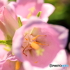 街の花