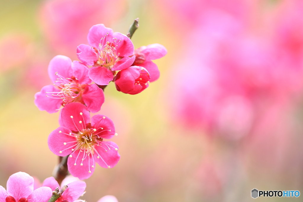 郷土の森