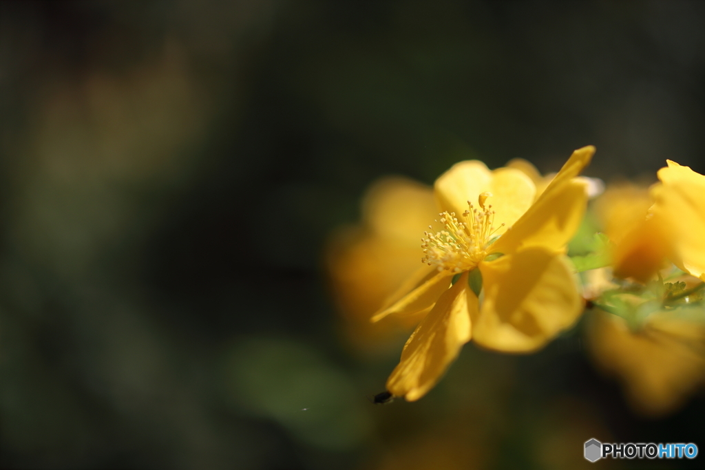 園の花