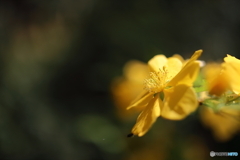 園の花