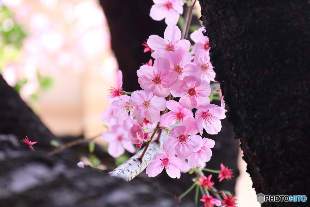 街の花