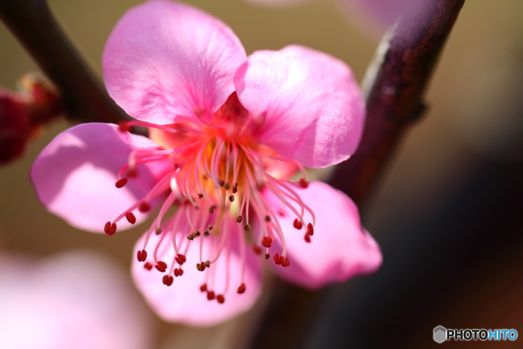 街の花