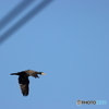 野鳥