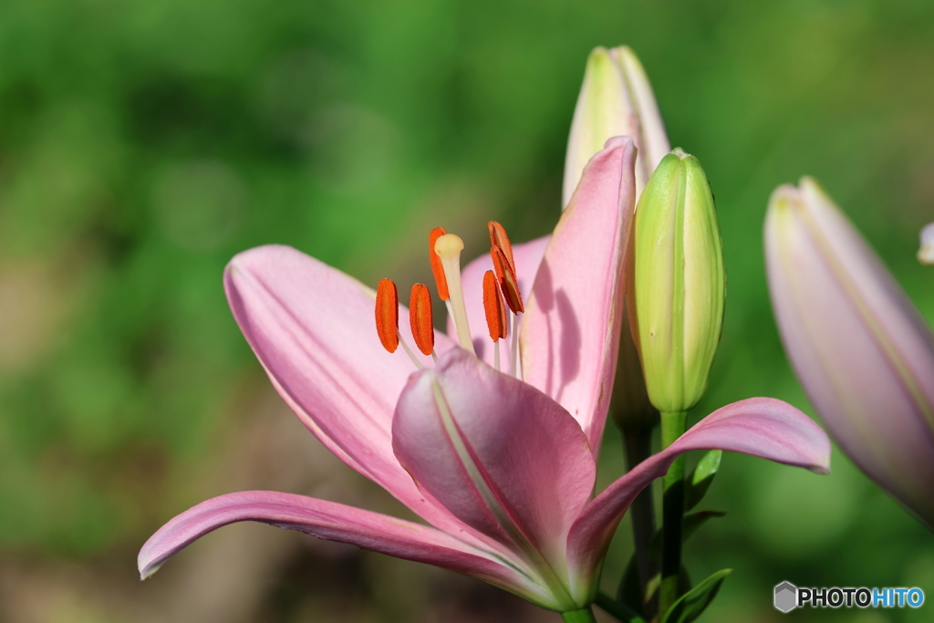 街の花
