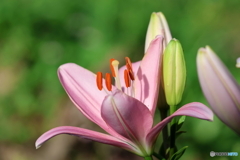 街の花