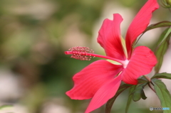 街の花
