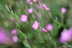 街の花