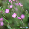 街の花