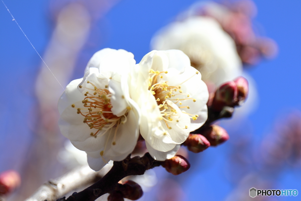 郷土の森