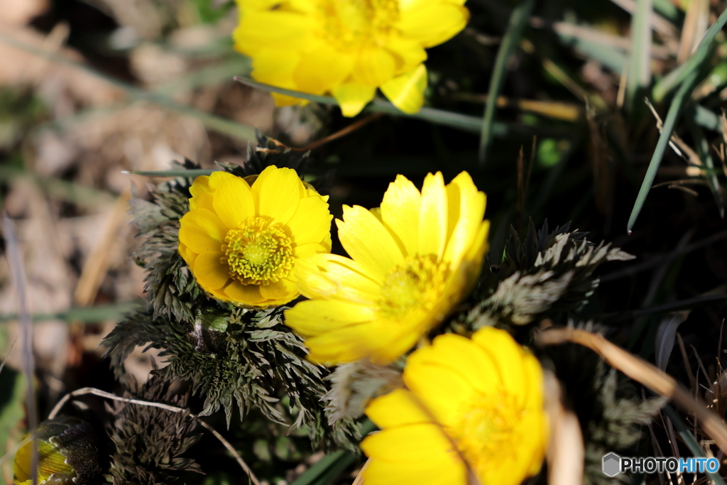 園の花