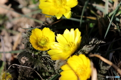 園の花
