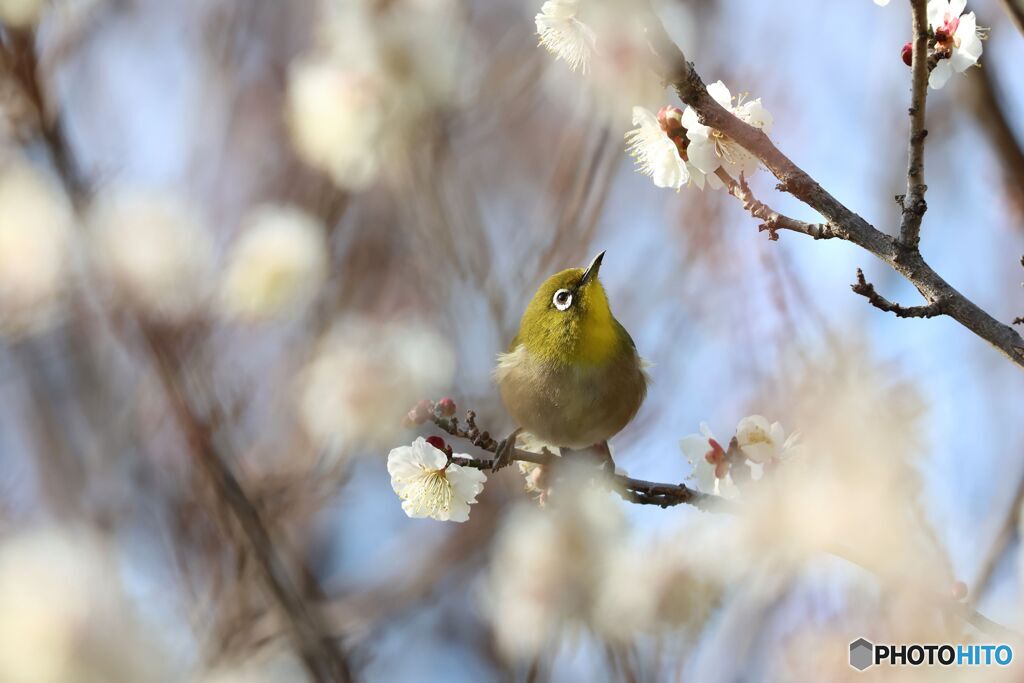野鳥