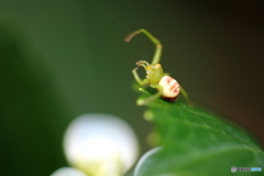 紫陽花