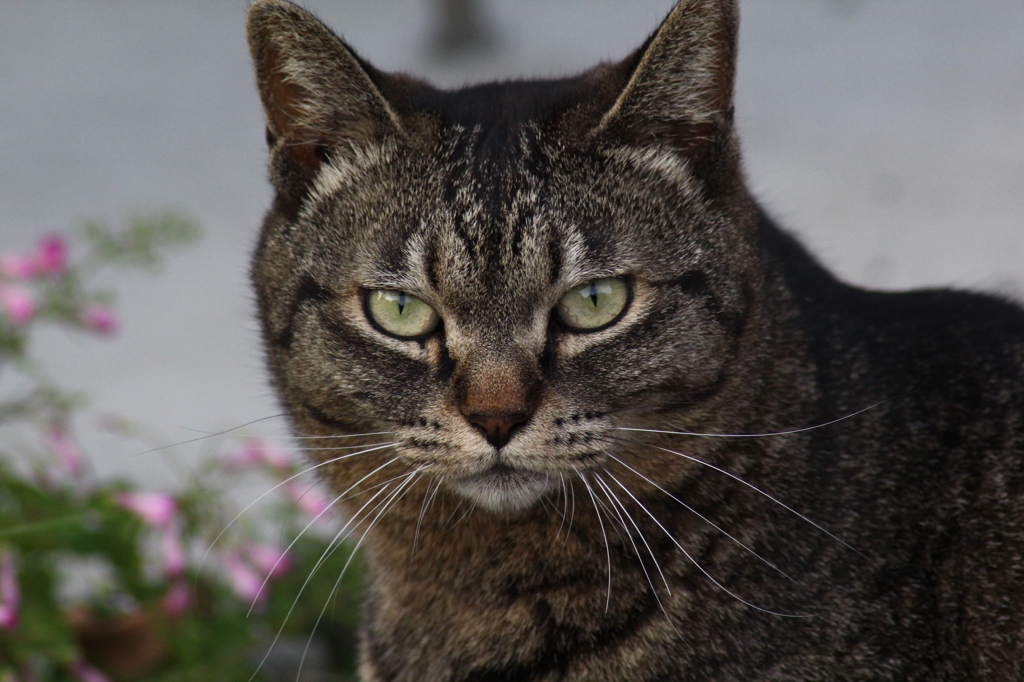 猫　はいチーズ！　ガシャ！！ 