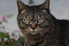 猫　はいチーズ！　ガシャ！！ 