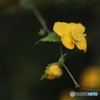 街の花