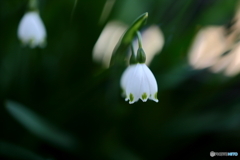 街の花