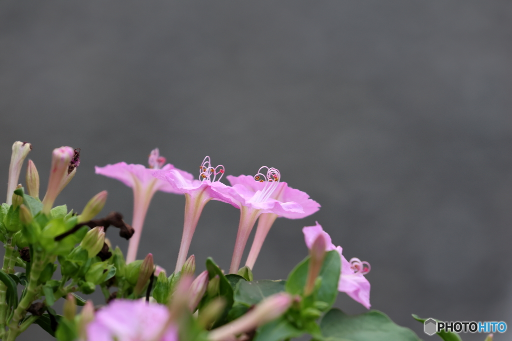 街の花