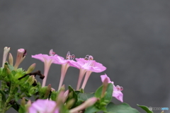 街の花