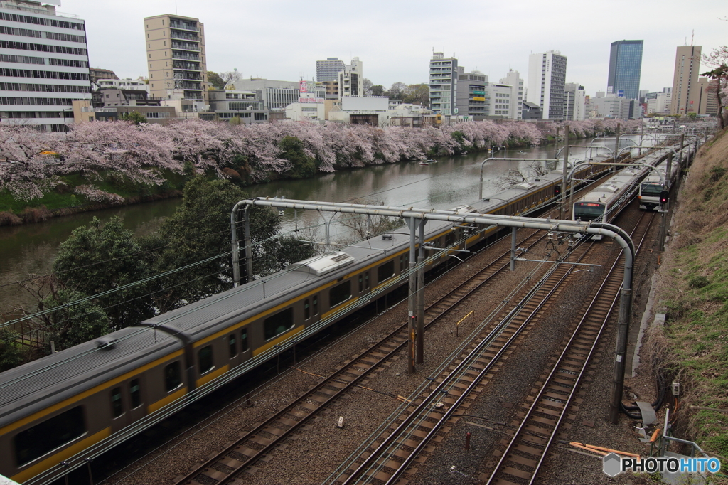 外堀桜