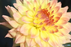園の花