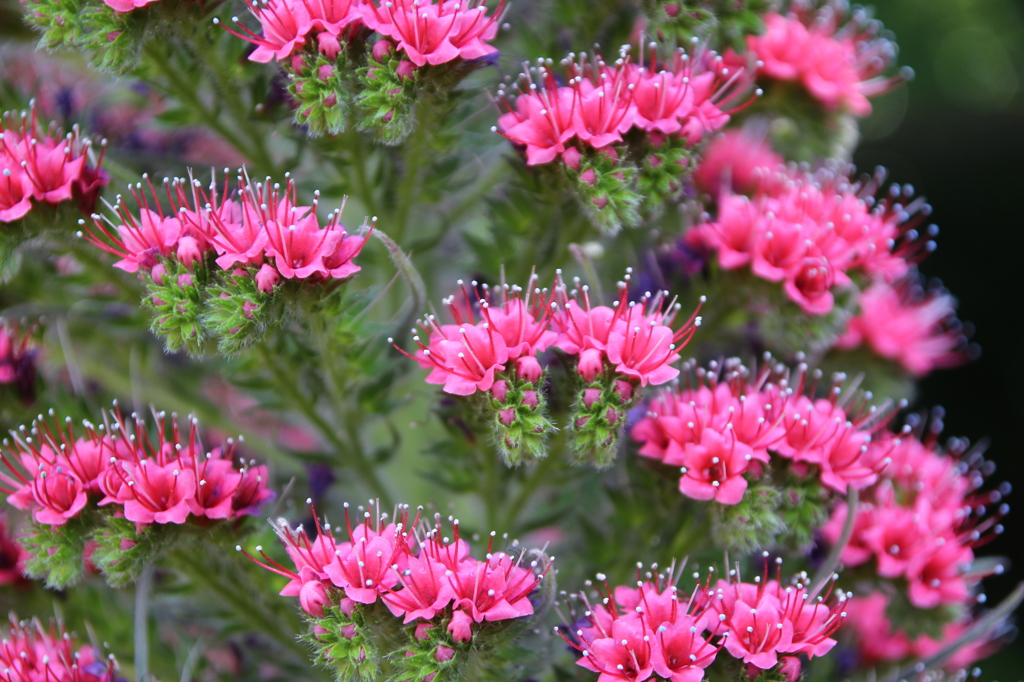 ディズニーシー の花