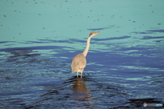 野鳥