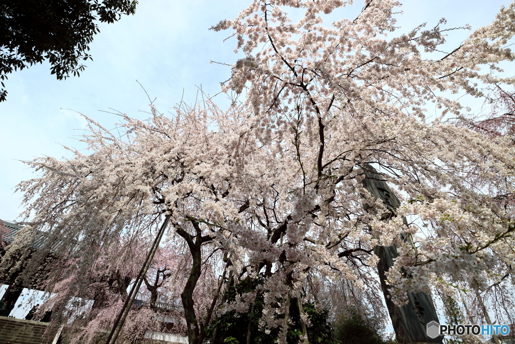 枝垂れ桜