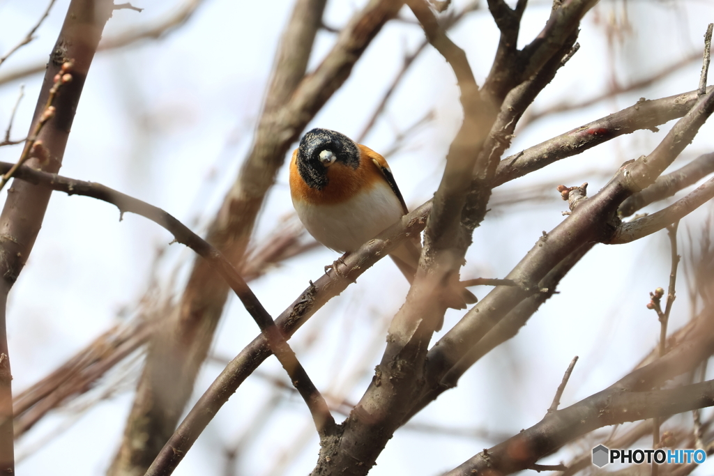 野鳥